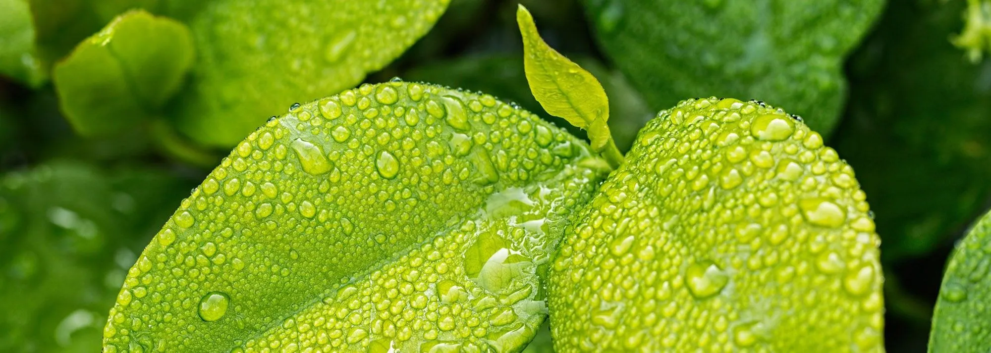 Feuille avec des gouttes d'eau