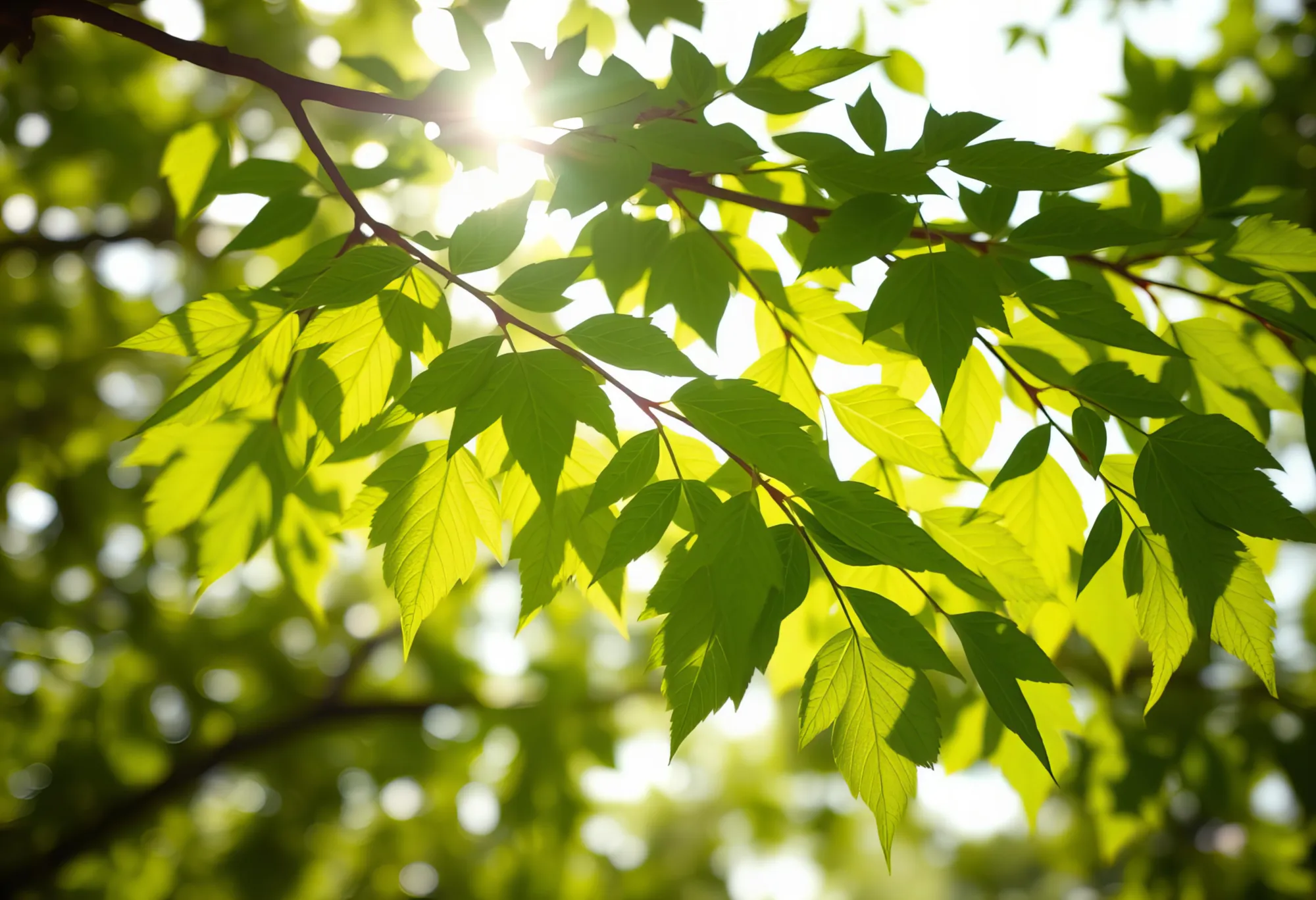 Rayons de soleil passant à travers des feuilles d'arbres