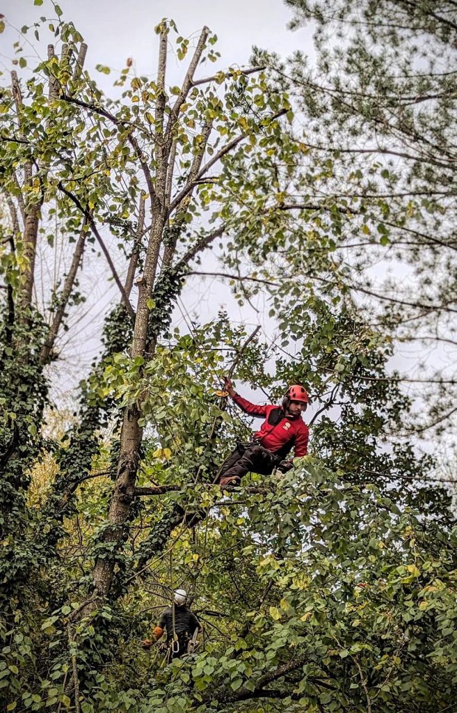 L'élagage : un geste essentiel pour vos arbres
